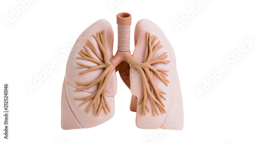 Foto Realistic human lungs model with trachea and bronchi, isolated on transparent ba