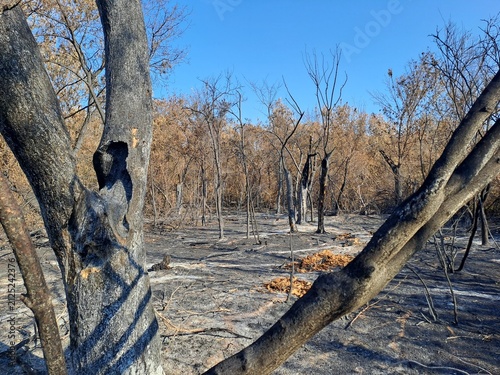 Charred tree trunk with hollow hole in scorched burnt forest after wildfire