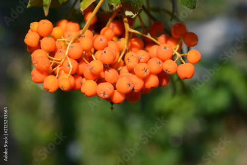 A detailed horizontal close up shot of a ripe orange rowan berry cluster hanging on a branch with a blurred green background - latin name - Sorbus aucuparia