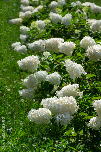 White hydrangeas bloom in a flowerbed among greenery