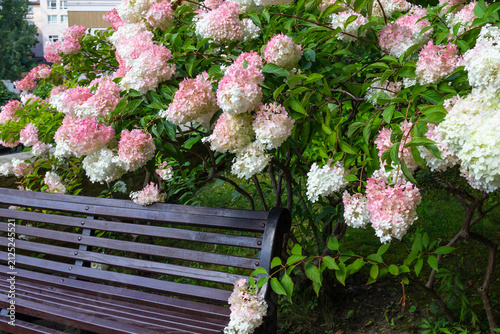 Branches of blooming hydrangea leaned over the bench
