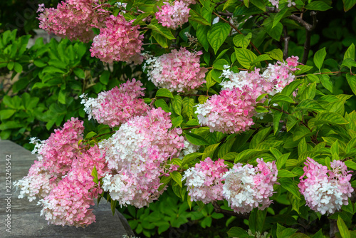 Close-up of a blooming white and pink hydrangea.