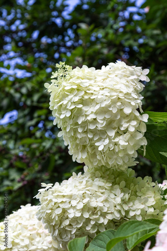 Close-up of white hydrangea buds
