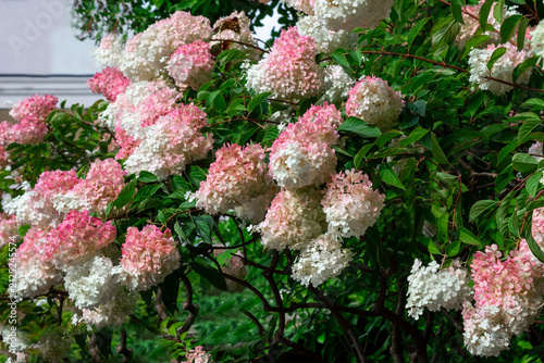 Large buds of blooming white and pink hydrangea