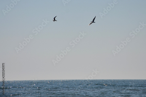 Photography Two seagulls birds soaring above the shimmering surface of the ocean under a clear blue sky