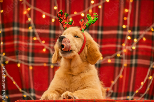 Adorable Golden Retriever puppy wearing sparkly Christmas antlers headband licking its nose with a funny playful expression.