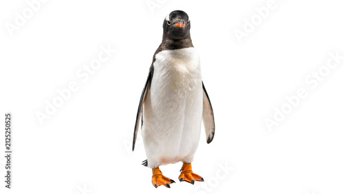 Full body shot of a standing gentoo penguin looking directly at the camera with bright orange feet while isolated on a pure white on transparent background