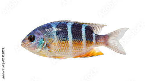 Vibrant blue and orange cichlid fish swimming gracefully with detailed scales and sharp fins captured in a high resolution studio shot isolated on transparent background