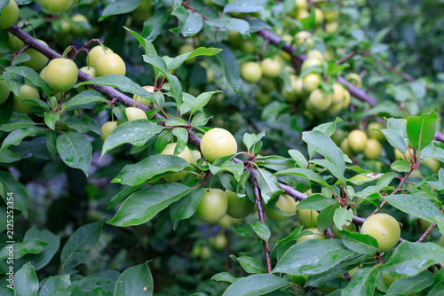 Fotografía Unripe Green Plums Ripening on Tree Branches in Organic Garden