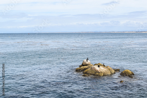 Foto Seabirds perched on rocky outcrops surrounded by the calm waters of Monterey Bay, California