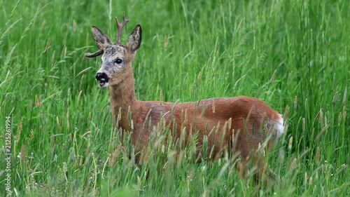Roe deer male ( Capreolus capreolus )	