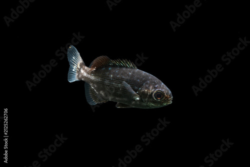Blue sea chub (Kyphosus cinerascens) juvenile, TL:30mm