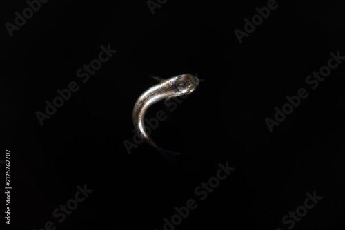 Hornlip mullet (Plicomugil labiosus) juvenile, TL:15mm