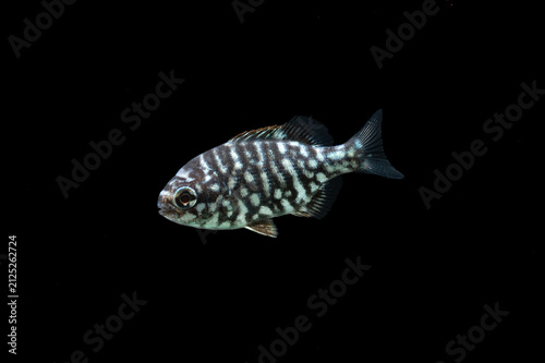 Brown chub (Kyphosus bigibbus) juvenile, TL:30mm