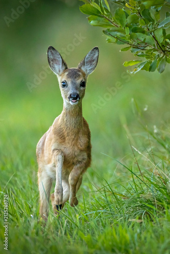 Cuadro en lienzo Cute European roe deer fawn (Capreolus capreolus) running across a green meadow straight towards the camera, sticking its tongue out
