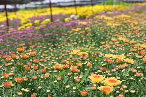 A field of chrysanthemums against a blurred background. Chrysanthemums in bloom. Various colorful varieties are planted in agricultural plots for aesthetic purposes. An economically important flower. 