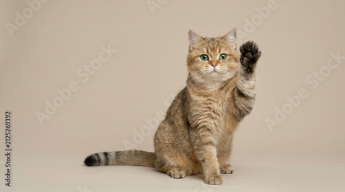 Cute tabby cat raising its paw in a studio setting.