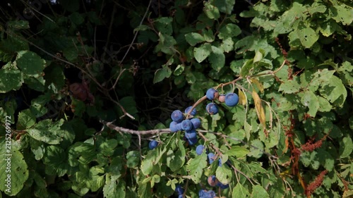 Vibrant blue or violet fruit of the damson tree blowing in the wind in a field in Pattingham, Staffordshire, UK historically nicknamed Damson Village due to the dye it produces