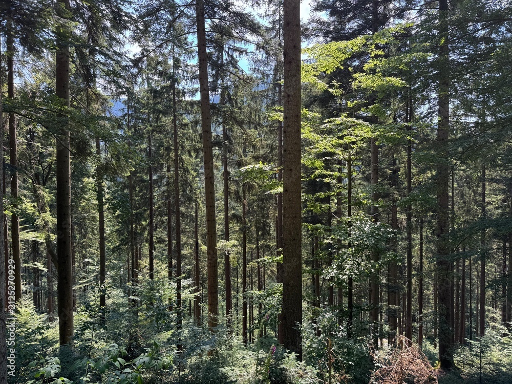 Fototapeta premium Mixed forest in the Black Forest National Park or mixed trees of the Black Forest, Germany - Mischwald im Nationalpark Schwarzwald oder Mischwälder des Schwarzwaldes, Deutschland