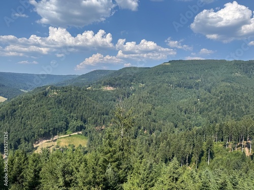 Mixed forest in the Black Forest National Park or mixed trees of the Black Forest, Germany - Mischwald im Nationalpark Schwarzwald oder Mischwälder des Schwarzwaldes, Deutschland