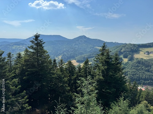 Mixed forest in the Black Forest National Park or mixed trees of the Black Forest, Germany - Mischwald im Nationalpark Schwarzwald oder Mischwälder des Schwarzwaldes, Deutschland