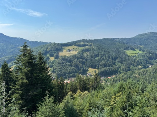 Mixed forest in the Black Forest National Park or mixed trees of the Black Forest, Germany - Mischwald im Nationalpark Schwarzwald oder Mischwälder des Schwarzwaldes, Deutschland