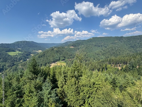 Mixed forest in the Black Forest National Park or mixed trees of the Black Forest, Germany - Mischwald im Nationalpark Schwarzwald oder Mischwälder des Schwarzwaldes, Deutschland
