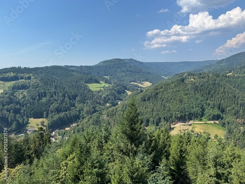 Mixed forest in the Black Forest National Park or mixed trees of the Black Forest, Germany - Mischwald im Nationalpark Schwarzwald oder Mischwälder des Schwarzwaldes, Deutschland