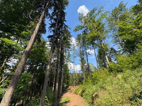 Mixed forest in the Black Forest National Park or mixed trees of the Black Forest, Germany - Mischwald im Nationalpark Schwarzwald oder Mischwälder des Schwarzwaldes, Deutschland