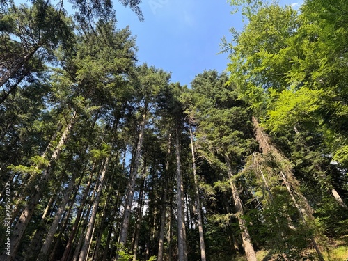 Mixed forest in the Black Forest National Park or mixed trees of the Black Forest, Germany - Mischwald im Nationalpark Schwarzwald oder Mischwälder des Schwarzwaldes, Deutschland