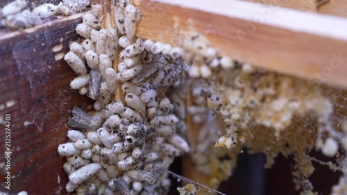 Wax Moth Larvae Destroying Honeycomb. Beehive Pest Infestation Close Up
