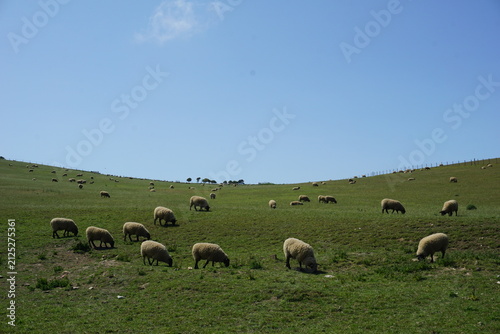 Sheep in unity (Highland, Scotland)