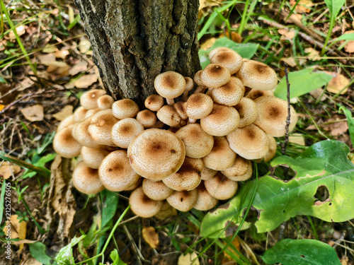 Cuadro en lienzo A group of edible honey mushrooms Armillaria mellea at the base of a tree in a forest