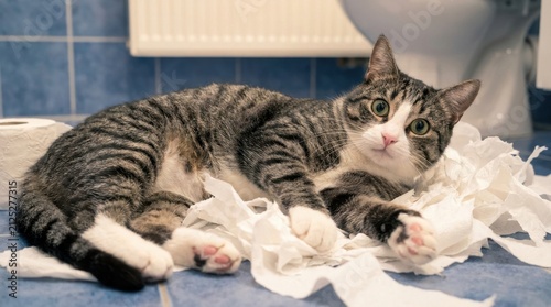 Mischievous tabby cat lying on shredded toilet paper in a bathroom.