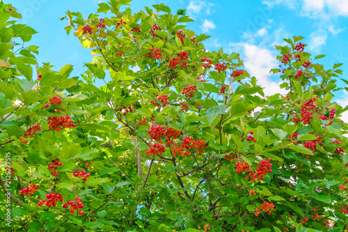 Ripening viburnum berries on a bush in the garden of a country house in summer.