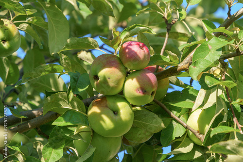 Ripening apple fruits on tree in a garden, natural light, summer