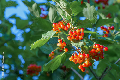 Ripening viburnum berries on a bush in the garden of a country house in summer.