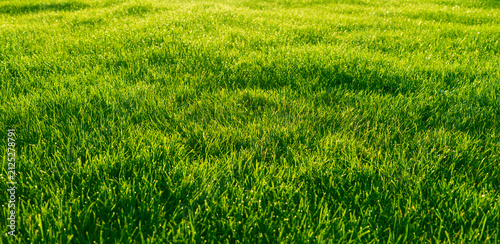 Obraz na płótnie Green grass at sunset, field of grass background
