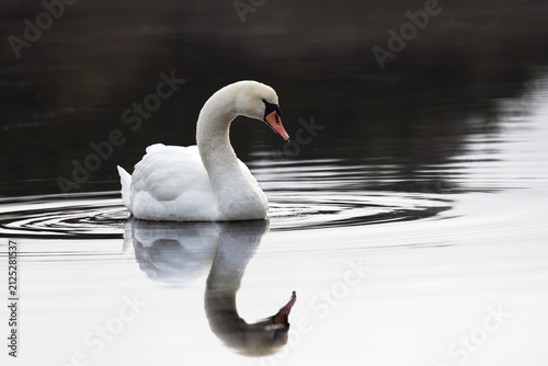 Canvastavla Mute Swan Swimming Gracefully on Calm Reflective Water