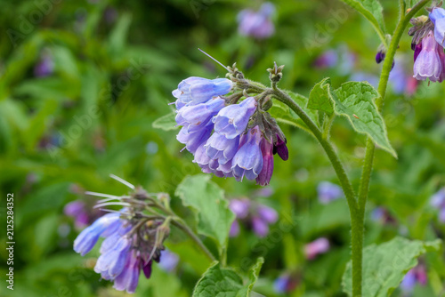 Comfrey