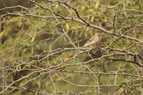 Photography The tree pipit (Anthus trivialis trivialis) is a small passerine bird that breeds throughout most of Europe and the Palearctic as far east as the East Siberian Mountain