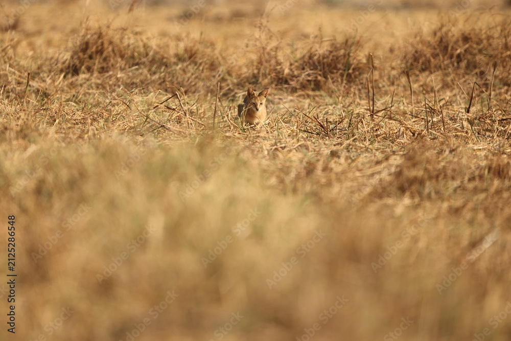 Fototapeta premium The jungle cat (Felis chaus chaus), also called reed cat and swamp cat, is a medium-sized cat native from the Eastern Mediterranean region and the Caucasus to parts of Central, South and Southeast Asi