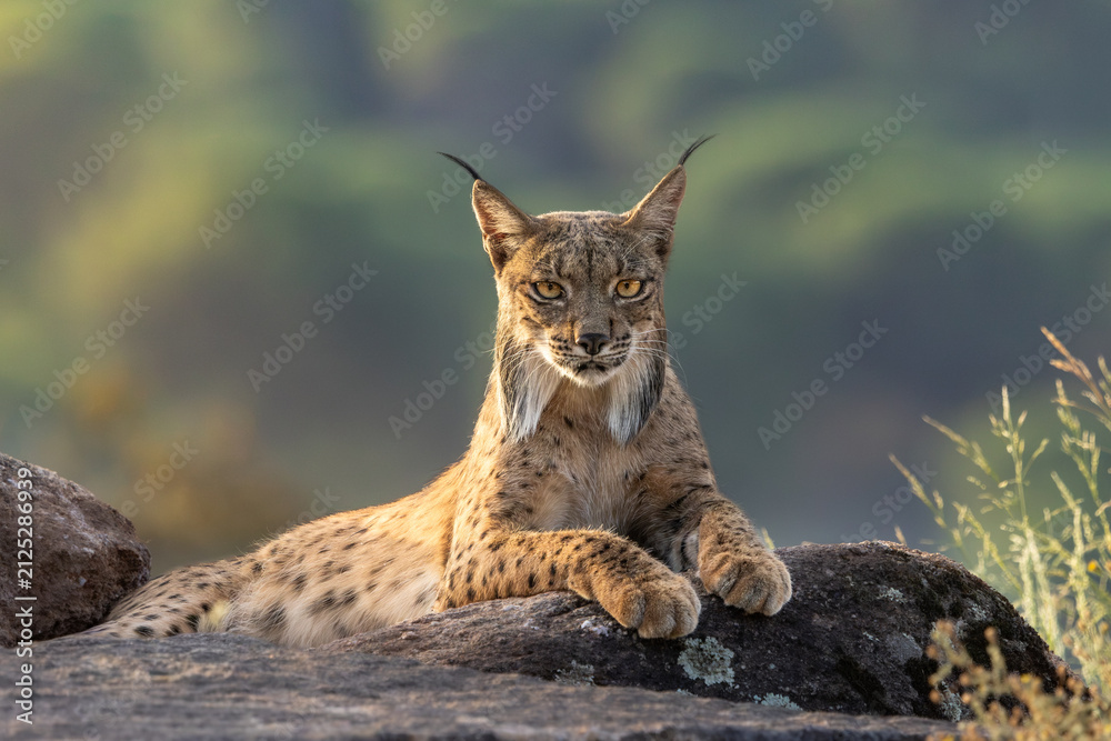 Obraz premium Iberian Lynx portrait