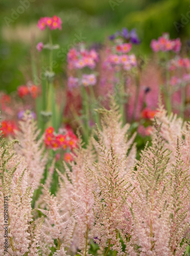 Cluster of colourful candelabra primulas growing in early summer in Oakwood at Wisley garden, Woking, Surrey UK.
