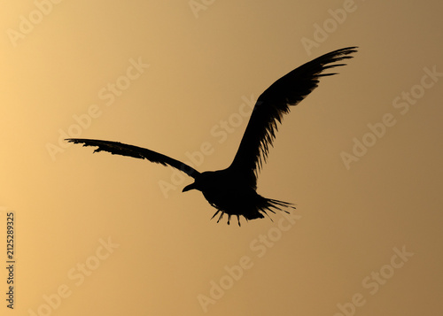 Silhouette of slender-billed seagull flying at Tubli bay, Bahrain