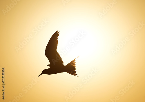 White-cheeked Tern and the sun at Tubli bay, Bahrain