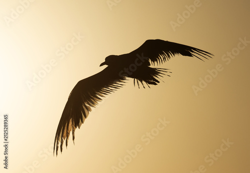 Silhouette of Sender-billed seagull flying at Tubli bay, Bahrain