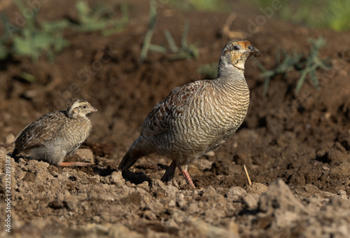 Grey francolin with chick at Adhari, Bahrain