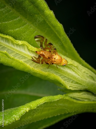 Quadro su tela Macro close up of a patterned fruit fly resting on a textured green leaf in a na