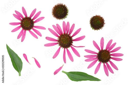 Echinacea flowers isolated on a white background, contour